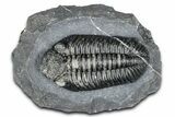 Prone Phacopid (Drotops) Trilobite - Mrakib, Morocco #357345-3